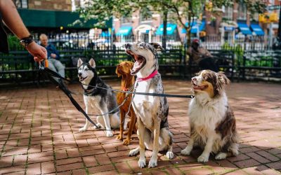 Understanding Dog Talk for Humans