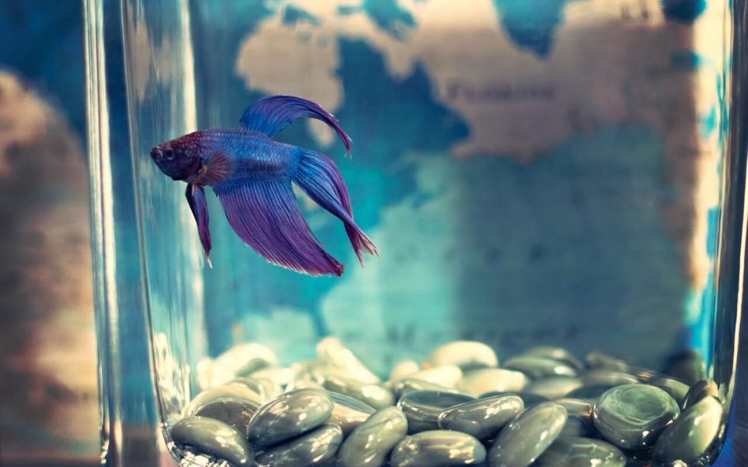 An Aquarium Is Also A Good Choice