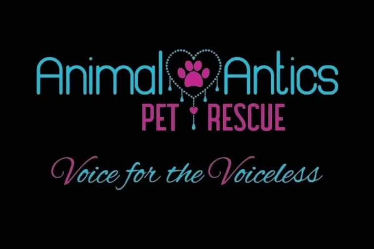 Animal Antics Pet Rescue 768x512