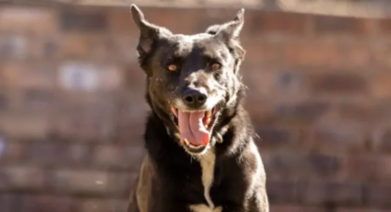 Blackie Border Collie Rescue SA 768x416