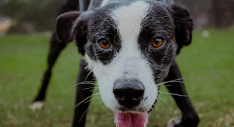 Brassie Border Collie Rescue SA 1 768x416