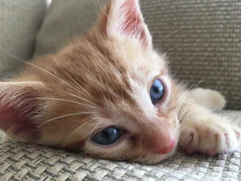 Ginger