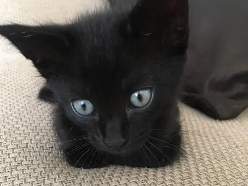 Ninja