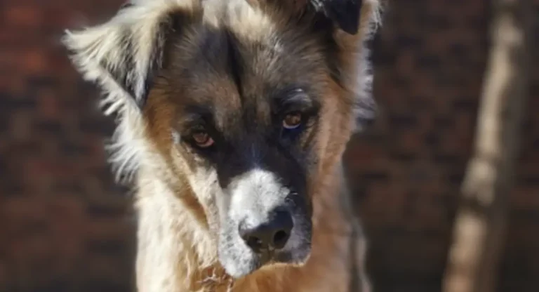 Parker Border Collie Rescue SA 768x416