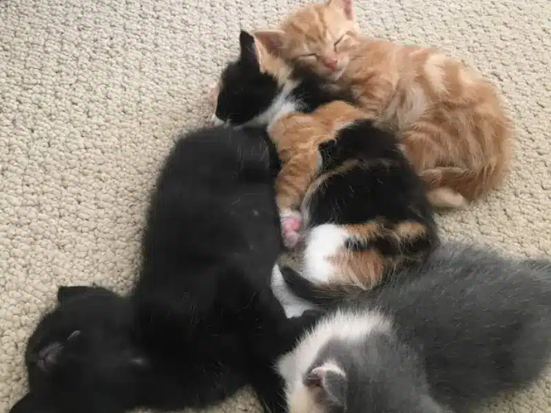 Speckle´s Kittens